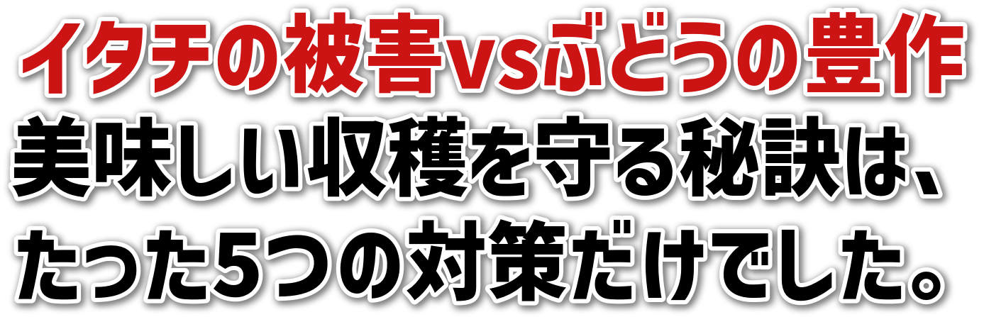 C^`̔QvsԂǂ̖L<br>n錍́A<br>5̑΍􂾂łB